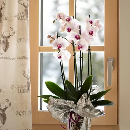 Haus Alpenruhe By Schladmingurlaub *