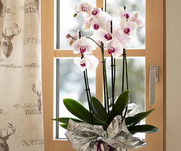 Haus Alpenruhe By Schladmingurlaub *